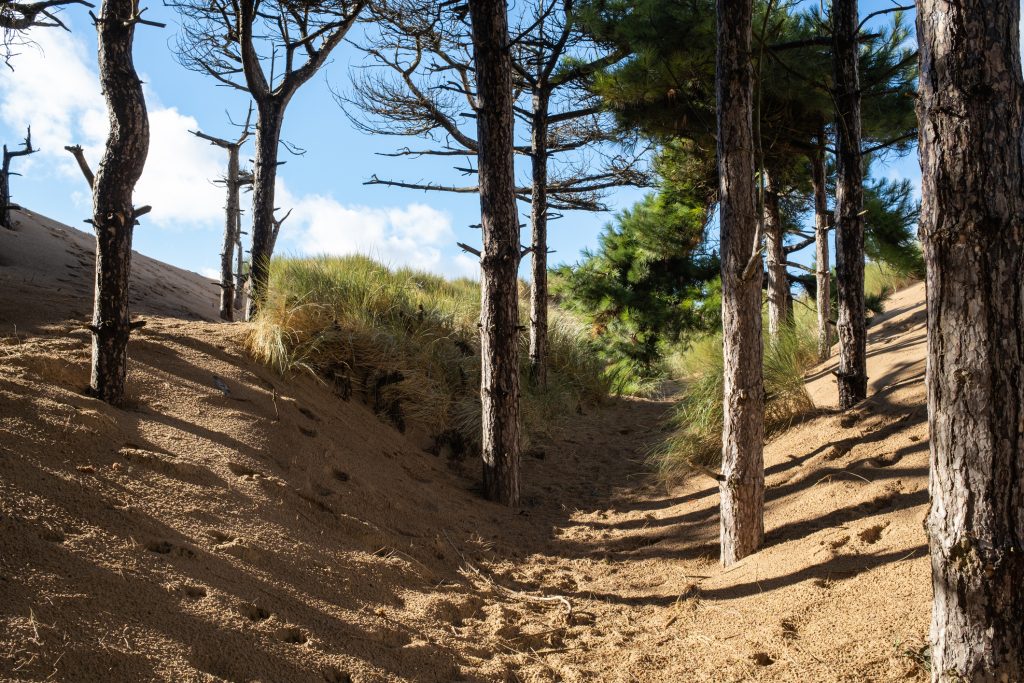 Pine trees in Wicks woods within sand dunes Formby