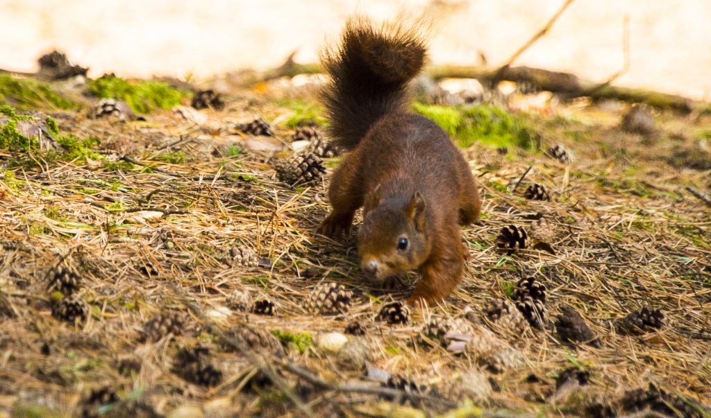 Squirrel at Formby Pinewoods 