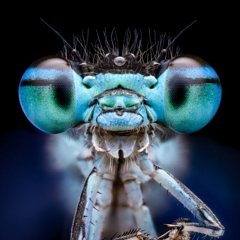 Royal Entomological Society to host International Congress of Entomology in Liverpool in 2033 - Liverpool City Region Destination Partnership